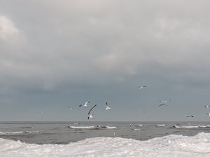 Preview wallpaper sea, waves, seagulls, birds, clouds