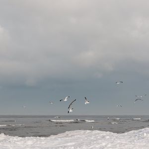 Preview wallpaper sea, waves, seagulls, birds, clouds