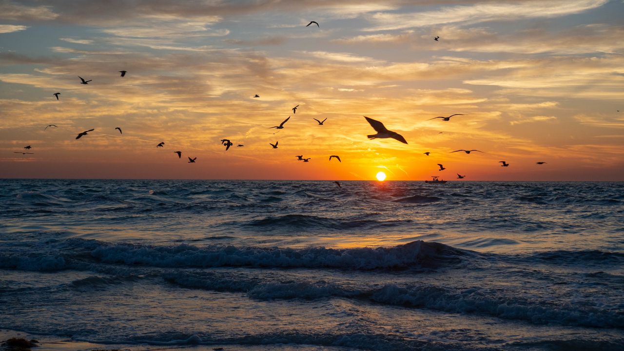 Wallpaper sea, waves, sunset, birds