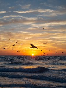 Preview wallpaper sea, waves, sunset, birds