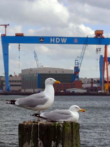 Preview wallpaper seagull, beak, bay