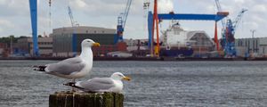 Preview wallpaper seagull, beak, bay