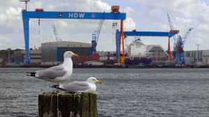 Preview wallpaper seagull, beak, bay