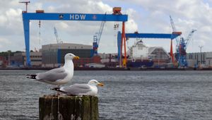 Preview wallpaper seagull, beak, bay