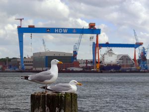 Preview wallpaper seagull, beak, bay