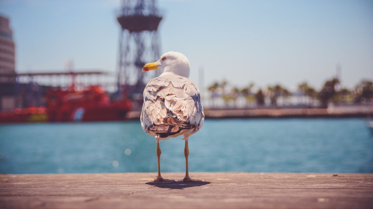 Wallpaper seagull, bird, beach
