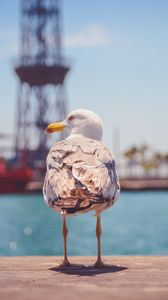 Preview wallpaper seagull, bird, beach