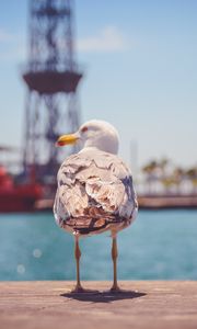 Preview wallpaper seagull, bird, beach