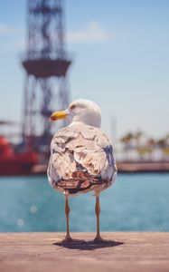 Preview wallpaper seagull, bird, beach