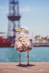 Preview wallpaper seagull, bird, beach