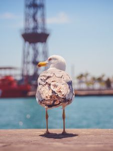 Preview wallpaper seagull, bird, beach