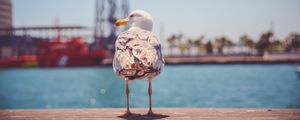 Preview wallpaper seagull, bird, beach