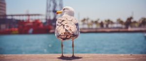 Preview wallpaper seagull, bird, beach