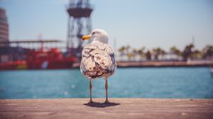 Preview wallpaper seagull, bird, beach