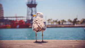 Preview wallpaper seagull, bird, beach