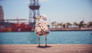 Preview wallpaper seagull, bird, beach