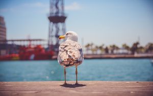Preview wallpaper seagull, bird, beach