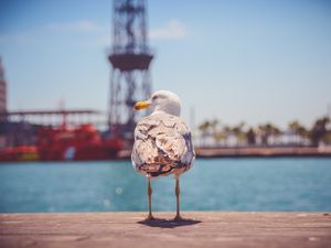 Preview wallpaper seagull, bird, beach