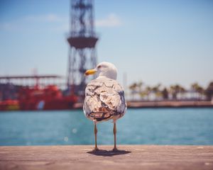 Preview wallpaper seagull, bird, beach