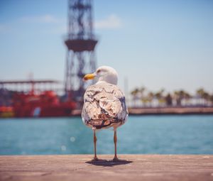 Preview wallpaper seagull, bird, beach