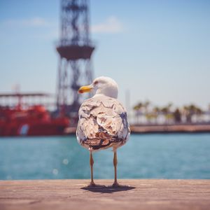 Preview wallpaper seagull, bird, beach