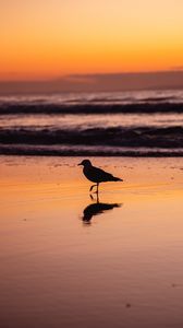 Preview wallpaper seagull, bird, beach, dusk