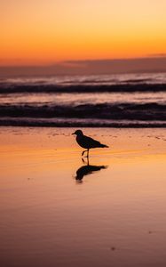 Preview wallpaper seagull, bird, beach, dusk