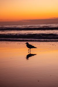 Preview wallpaper seagull, bird, beach, dusk