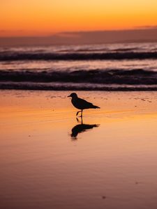 Preview wallpaper seagull, bird, beach, dusk