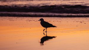 Preview wallpaper seagull, bird, beach, dusk