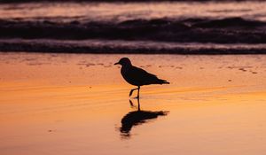 Preview wallpaper seagull, bird, beach, dusk