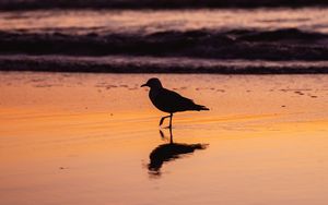 Preview wallpaper seagull, bird, beach, dusk