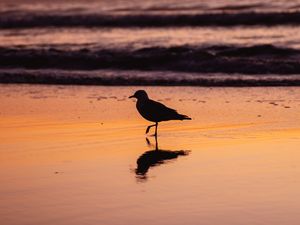 Preview wallpaper seagull, bird, beach, dusk