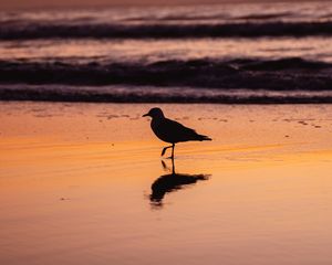 Preview wallpaper seagull, bird, beach, dusk