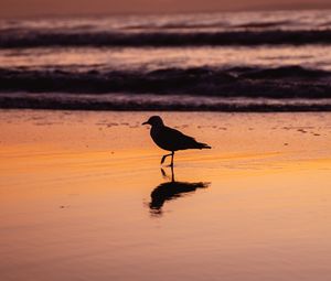 Preview wallpaper seagull, bird, beach, dusk