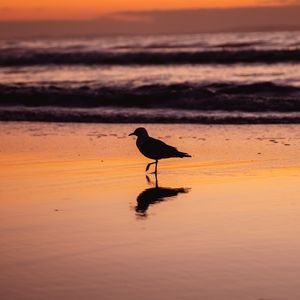 Preview wallpaper seagull, bird, beach, dusk