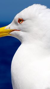 Preview wallpaper seagull, bird, beak, profile