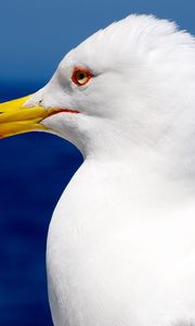 Preview wallpaper seagull, bird, beak, profile