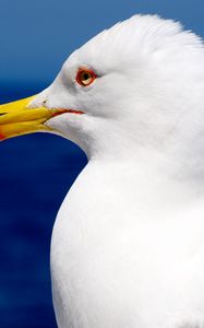 Preview wallpaper seagull, bird, beak, profile