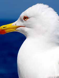 Preview wallpaper seagull, bird, beak, profile