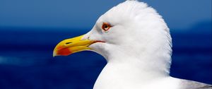 Preview wallpaper seagull, bird, beak, profile