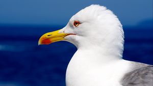 Preview wallpaper seagull, bird, beak, profile