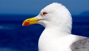 Preview wallpaper seagull, bird, beak, profile