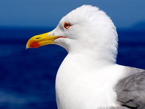 Preview wallpaper seagull, bird, beak, profile