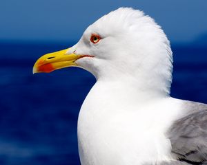 Preview wallpaper seagull, bird, beak, profile