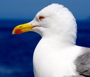 Preview wallpaper seagull, bird, beak, profile