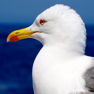 Preview wallpaper seagull, bird, beak, profile