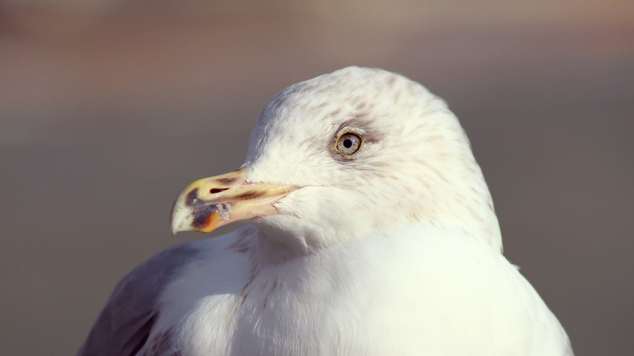 Wallpaper seagull, bird, beak