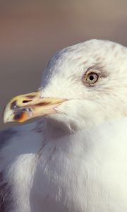 Preview wallpaper seagull, bird, beak