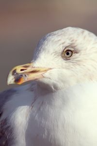 Preview wallpaper seagull, bird, beak